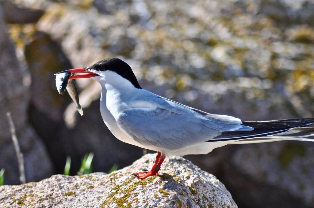 Common Tern with Fish in Beak by U. S. Fish and Wildlife Service - Northeast Region is marked with CC PDM 1.0